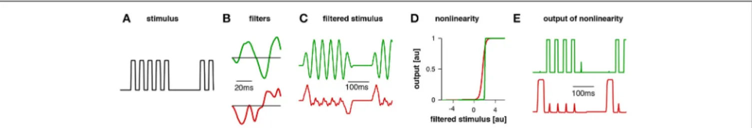 FIGURE 2 | Example traces for the model for Gryllus bimaculatus. The stimulus (A) had a pulse period of 40 ms (chirp duration 200 ms, chirp period 500 ms)