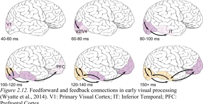 Figure 2.12. Feedforward and feedback connections in early visual processing  (Wyatte et al., 2014)