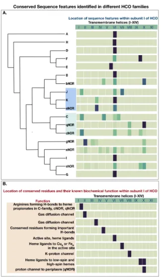 Fig 6. Correlation of evolutionary history with sequence features identified in different HCO families