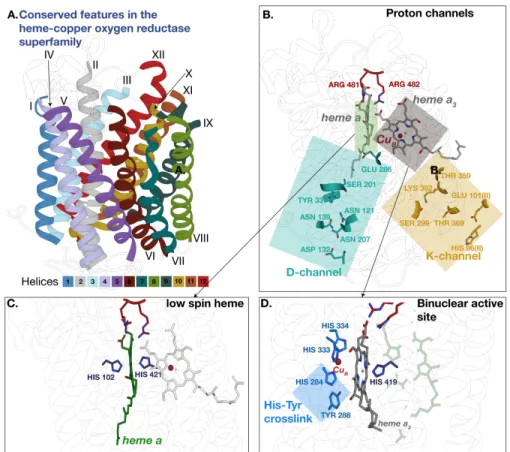 Fig 2. Conserved features in subunit I of the heme-copper oxygen reductases. These features, mentioned in Table 1 were mapped onto the crystal structre of the A-family enzyme from Rhodobacter sphaeroides RCSB ID:2gsm.Panels A and B present identical views 
