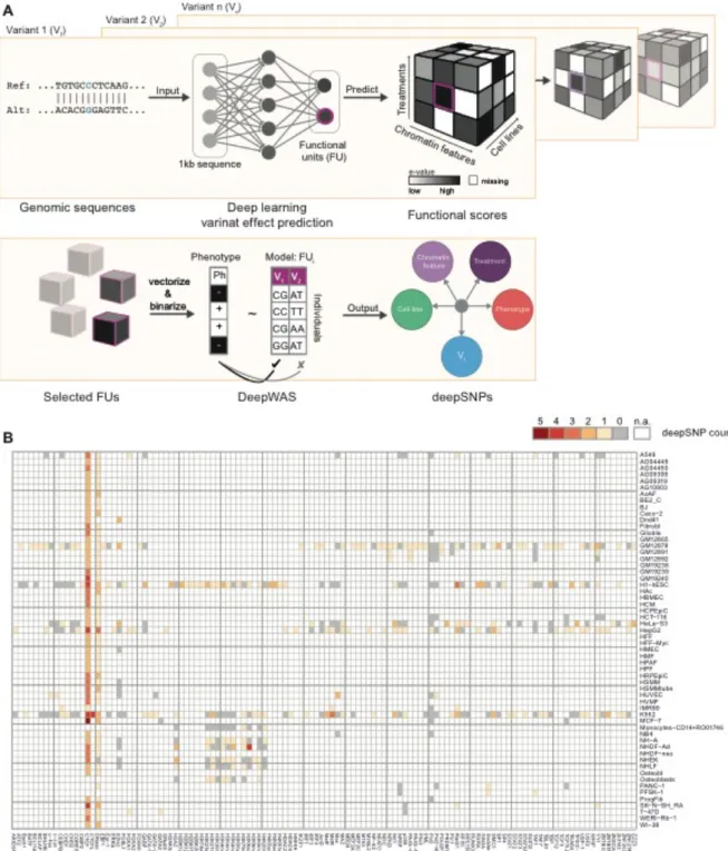 Figure 1: Workflow of DeepWAS. A) A deep-learning based framework predicts combined binding  probabilities for chromatin features, cell lines, and treatments, called functional units (FU) for 1,000 bp  centered around a SNP