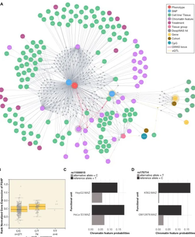 Figure 5. QTL network. A) Network showing one of the putative key regulators for MS, deepSNP  rs175714 on chromosome 14