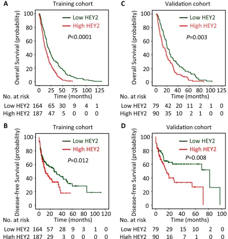 Figure 2: High HEY2 expression is correlated to poor prognosis of patients with HCC. According to the median of HEY2 IHC score, patients in training cohort (n=351) and validation cohort (n=169) were separated into two groups named “Low HEY2 expression” and