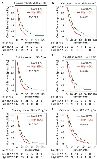 Figure 3: HEY2 expression is associated with overall survival of subgroups of HCC patients in training and validation cohorts.serum AFP level  The connection of HEY2 expression and overall survival of HCC patients with multiple HCC A&D