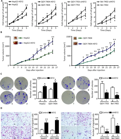 Figure 4: HEY2 promotes cell proliferation and migration in HCC cells. (HepG2 and QGY-7404) or HEY2 siRNA (QGY-7703 and Bel-7402) were cultured for 5 days
