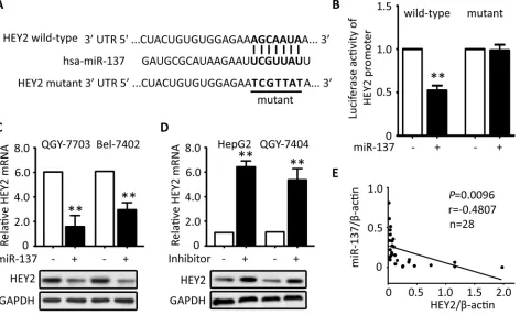 Figure 5: HEY2 expression is inhibited by miR-137 in HCC cells. 7-bp sequence were shown