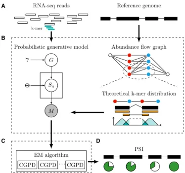 Figure 1. An overview of FreePSI. (A) The input of FreePSI includes a reference genome with exon boundary annotation and a set of RNA-seq reads