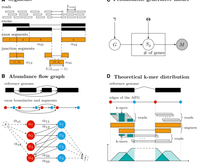 Figure 2. (A) Segments. Every annotated exon (black bar) corresponds to one or more exon segments and has two boundaries