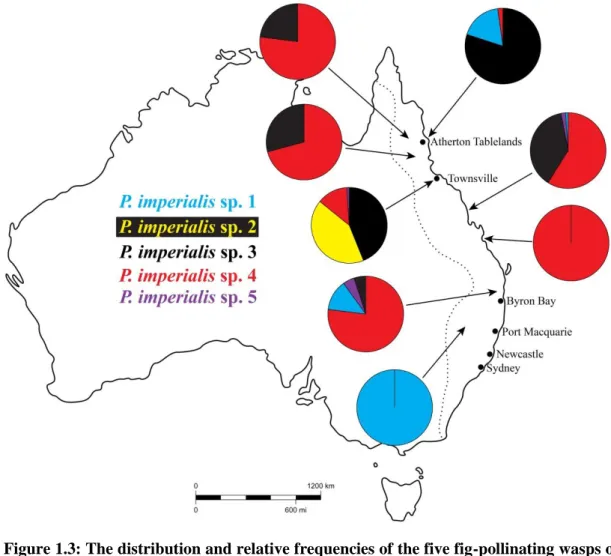 Figure 1.3: The distribution and relative frequencies of the five fig-pollinating wasps of  the  Pleistodontes  imperialis  species  complex  that  pollinate  F