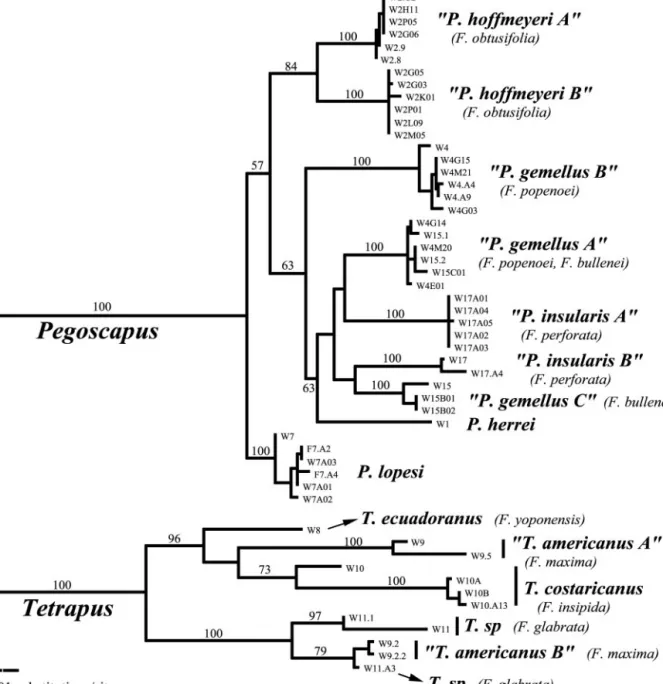 Fig. 1. The maximum-likelihood tree [ ⫺ln(L) ⫽ 4044.21] of 53 COI haplotypes from Pegoscapus spp