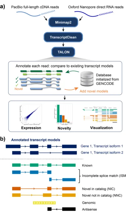 Figure 1. Overview of TALON. a) Full-length reads are  mapped to the reference genome using Minimap2