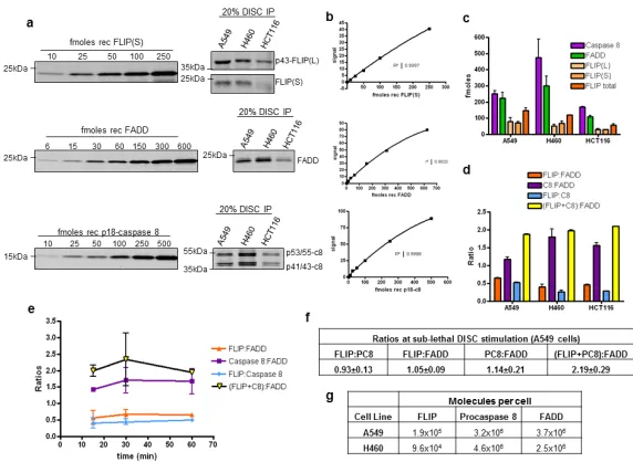Figure 1. Assessment of DR5 DISC stoichiometry(a) Quantitative Western blot analysis of FLIP, FADD and caspase 8 levels in DR5 DISC IPsamples was carried out in A549, H460 and HCT116 cells seeded at 5×106 and exposed thenext day to equal amounts of the ago