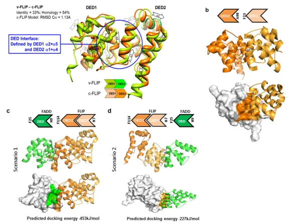 Figure 2. Molecular modelling identifies 2 potential orientations for the FLIP-FADD interaction(a) Homology model of human FLIP DED1 and DED2 (light and dark orange)superimposed on vFLIP X-ray protein (PDB id 2BBR; light green and green) and α3 regionof FA