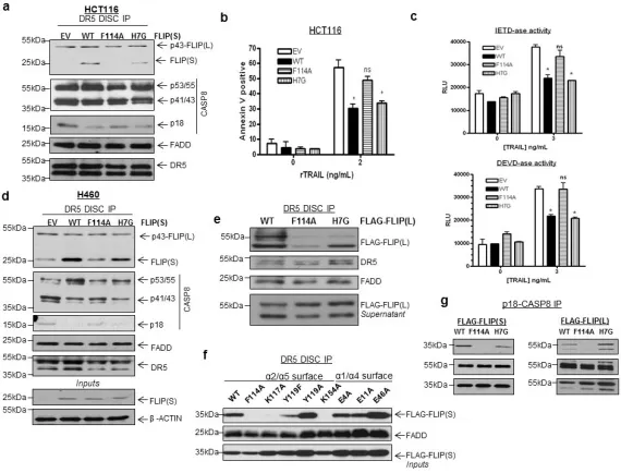 Figure 4. Functional confirmation of the predominant orientation of the FLIP-FADD interaction(a) Western blot analysis of DR5 DISC IP carried out in HCT116 cells stably over-expressing wild-type and mutant FLIP(S)