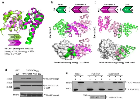 Figure 5. Molecular modelling and mutagenesis identify the predominant orientation for theprocaspase 8-FADD interaction(a) Homology model of human procaspase 8 DED1 and DED2 (light and dark magenta)superimposed on vFLIP X-ray protein (PDB id 2BBR; light gr