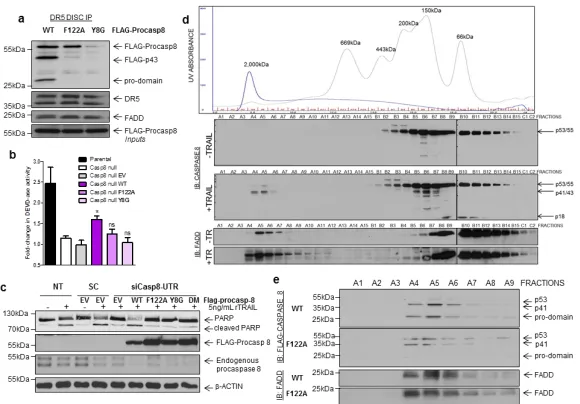 Figure 6. Functional analyses of F122A and Y8G mutant procaspase 8(a) Western blot analysis of DR5 DISC IP carried out in HCT116 cells expressing withwild-type and mutant Flag-procaspase 8