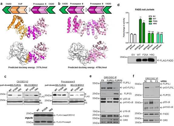 Figure 8. Testing predictions of the two-step DISC modelMolecular models of the inter-molecular DED interactions between FLIP and procaspase 8(a) and two procaspase 8 molecules (b) that are predicted to occur in the proposed two-stepmodel of DISC assembly