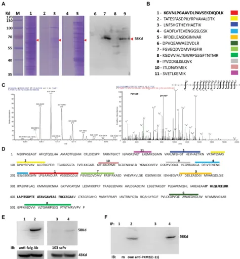 Figure 5: Identification of the antigen bound with the H103 scFv Ab. (Ni-NTA-agaroses (lane 5, 9) were used to precipitate the hypoxic lysate after HCCLM3 cell surface biotinylation