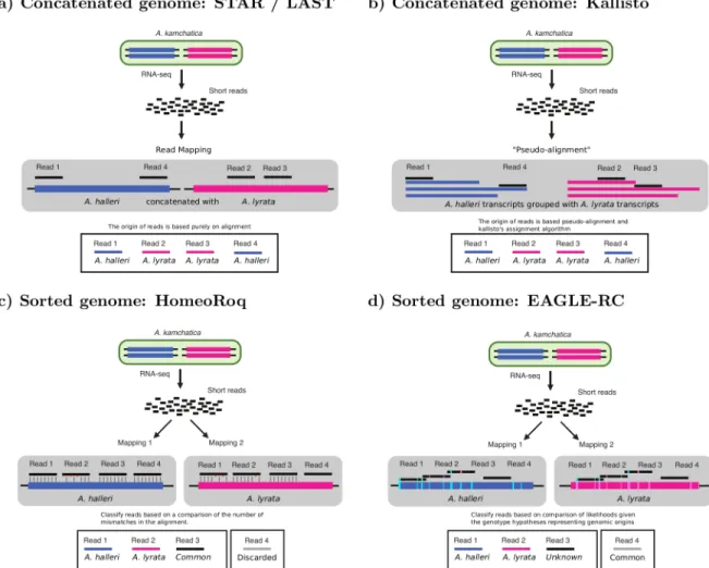 Figure 1: We compare different four approaches for quantifying homeolog expression: a) a standard genome alignment based RNA-seq analysis on an allopolyploid (concatenated) reference genome using alignment tools STAR and LAST