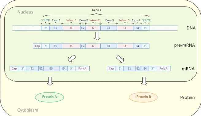 Figure 2.1: Transcription and alternative splicing – A toy example demonstrating how the information stored in one gene can be transcribed, spliced and  trans-lated to form multiple distinct proteins