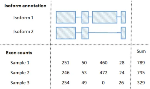 Figure 2.2: Effect of differential alternative splicing on gene counts – A toy example of a gene with two isoforms is considered