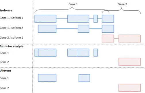 Figure 2.3: Processing exon annotation – A graphic describing how the annotation of two overlapping genes is processed into an exon annotation appropriate for the use of exClust