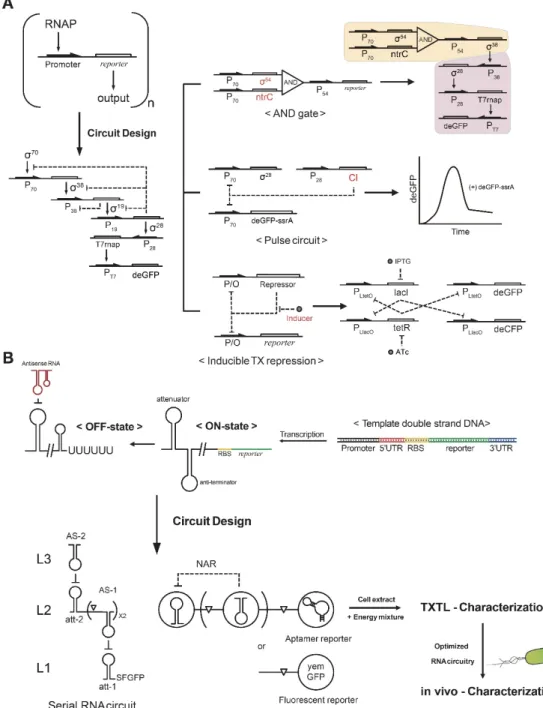 Figure 2. Systematic construction of DNA and RNA circuitry in TXTL. (A) Basic (input–parameter–