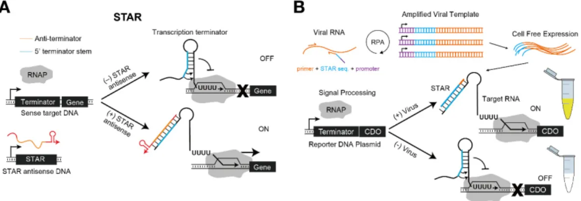 Figure 6. Small transcription activating RNA (STAR) system and application for detecting plant  pathogens