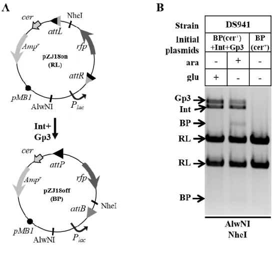 Figure  3.  12  Inversion  reaction  between  attR  and  attL.  (A)  Expected  change  of  substrate  plasmids  with  attR×attL inversion recombination