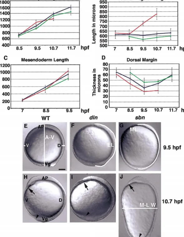 FIG. 2. Increase and decrease in Bmp activity have distinct effects on CE of tissues and embryonic morphology