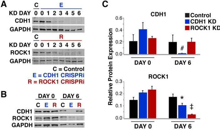 Figure 2.3: Protein knockdown time course for ROCK1 and CDH1. (A) Western blot reflecting KD time  course of ROCK1 and CDH1 over 6 days