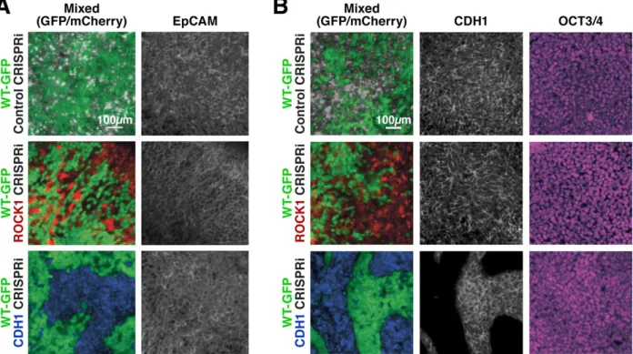 Figure  2.9:  Maintenance  of  nuclear  pluripotency  markers  and  epithelial  phenotype.(A)  Immunostaining of EpCAM for mixed colonies displayed relatively uniform expression regardless of KD