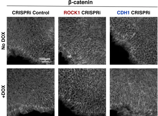 Figure 2.10: Maintenance of cell junction localized β-catenin in knockdown cells. Immunostaining of  β-catenin pure human iPSC colonies on day six of KD