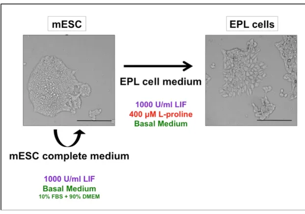 Figure 3.2: Culture conditions used to maintain mESCs and to promote differentiation to EPL  cells