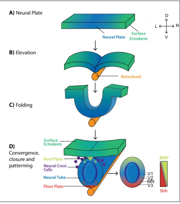 Figure 1.4: Formation and patterning of the mouse neural tube. (A) The pseudostratified columnar  epithelium  of  neural  plate  forms  by  7.5  days  post  coitum  (dpc)  following  rapid  proliferation  and  differentiation of neurepithelium from ~8.5 dp