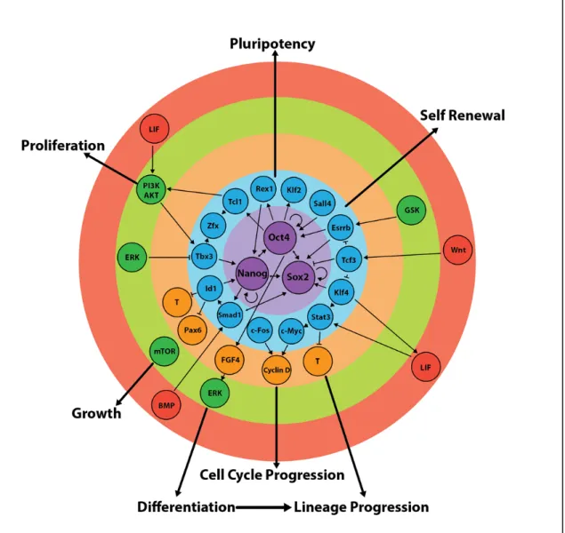 Figure 1.6: Regulation of the core and extended pluripotency networks in mouse embryonic stem  cells