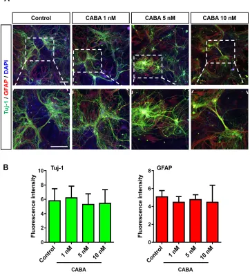 Figure 2: Cabazitaxel is not toxic to primary neurons and astrocytes. A. Isolated primary hippocampal neurons and astrocytes were treated with 1, 5 and 10 nM cabazitaxel for 3 days