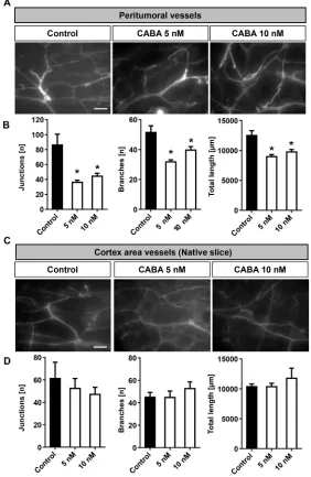 Figure 8: Cabazitaxel reduces tumor angiogenesis ex vivo. A. Laminin staining for the detection of vascularization in peritumoral area under cabazitaxel treatment