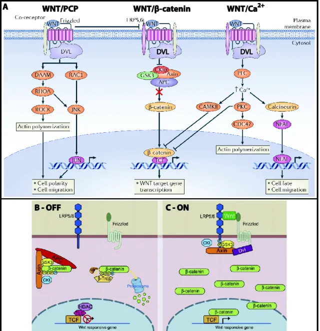 Figure 1.2 The WNT signaling network. (A) Simplified overview of distinct signaling modules (including  their  molecular  core  components)  downstream  of  different  ternary  WNT-Frizzled-Co-receptor  complexes