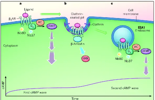 Figure  1.5  Endosomes  function  as  intracellular  signaling  platforms.  The  graphic  exemplifies  active  signaling  from  endosomes  through  recruitment  of  signal  transducers  (AC:  adenylyl  cyclase)  to  an  activated  G-protein-coupled recepto