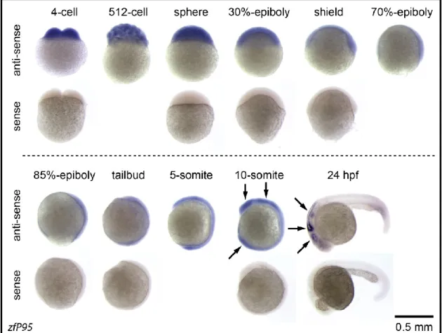 Figure  3.2  zfP95  is  ubiquitously  expressed  during  zebrafish  gastrulation,  but  differentially  expressed  during  organogenesis
