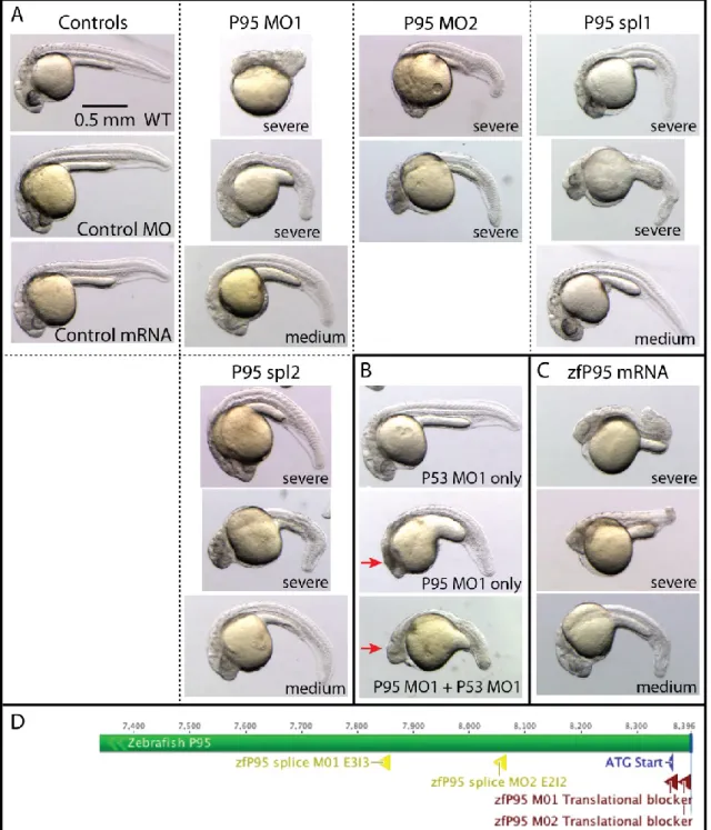Figure  3.3  Interference  with  zfP95  expression  results  in  severe  morphogenetic  defects  in  early  zebrafish larvae (24 hpf)