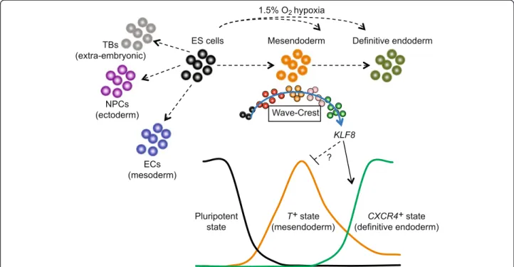 Fig. 5 KLF8 mediates mesendoderm to DE differentiation. a Schematics of siRNA knockdown strategy