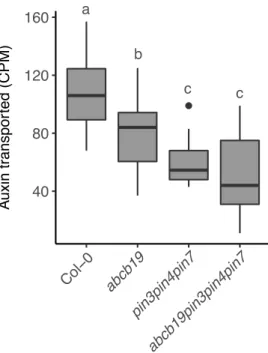 Fig. 3.11 Bulk auxin transport in abcb19/pin3pin4pin7 mutant stems.