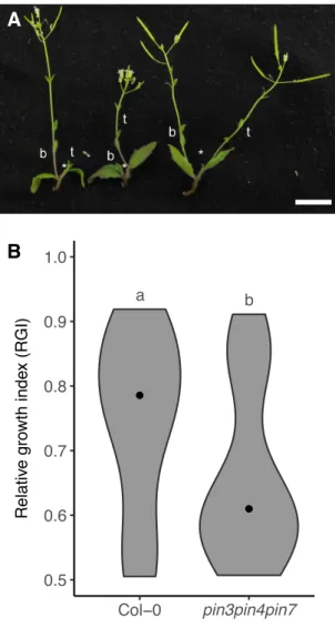 Fig. 4.2 Bud competition in pin3pin4pin7 mutant two-node explants.