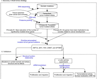 Figure 1: A conceptual framework to prioritize personalized candidate mutation-driver genes based on a multi-omics strategy and its validation.