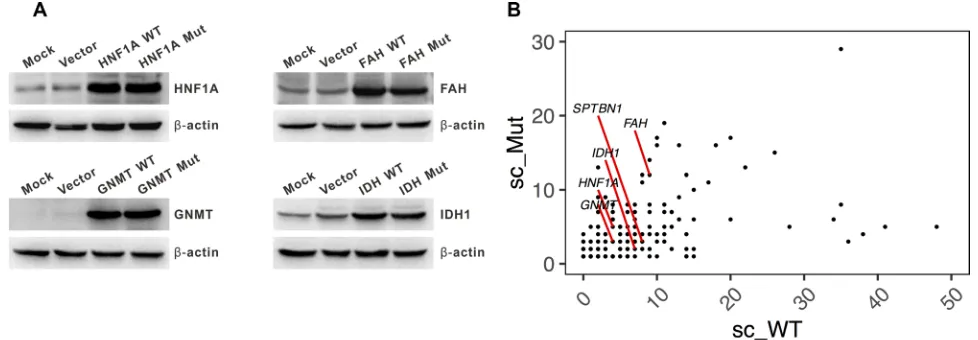 Table 1: Prioritized personalized candidate mutation-driver genes