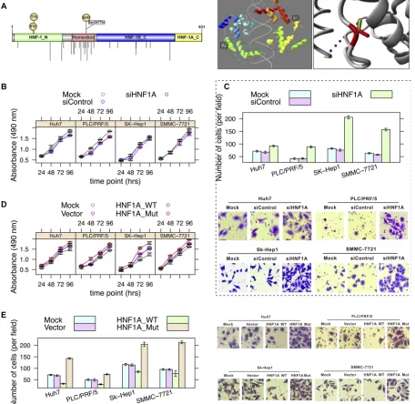 Figure 3: Effects of a loss-of-function mutation (s247T) in HNF1Aof crystallographic model (right panel) (PDB: 1IC8) of Nonsynonymous mutations occurring in hepatocellular carcinoma (from the COSMIC database) are shown by vertical lines