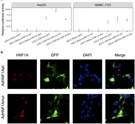 Figure 4: S247T mutation reduced HNF1A transactivity. (A) Luciferase assay of human HNF4A promoter constructs in HepG2 and SMMC-7721 cells