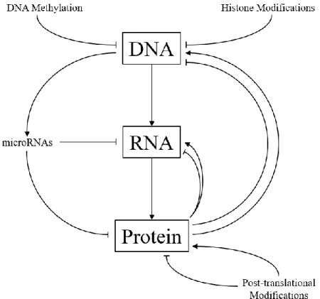 Figure 1.1  Gene expression  and protein  synthesis  regulation.  Genomic information  encoded  as  DNA  is  first  transcribed  into  RNA,  then  translated  into  protein  through  the  multi-factorial  and  omni-directional  coordination  of  various  r